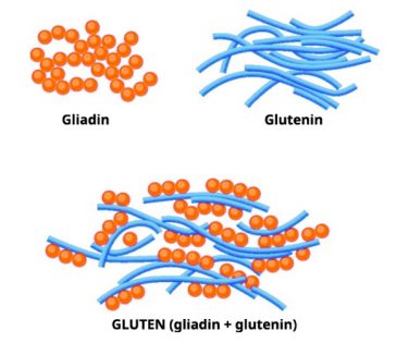gliadin in glutenin