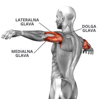 mišica triceps