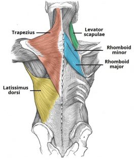 Funkcija široke hrbtne mišice